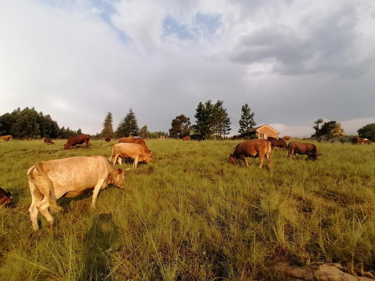 Rocks & Roses Farm Stay Lochiel Εξωτερικό φωτογραφία