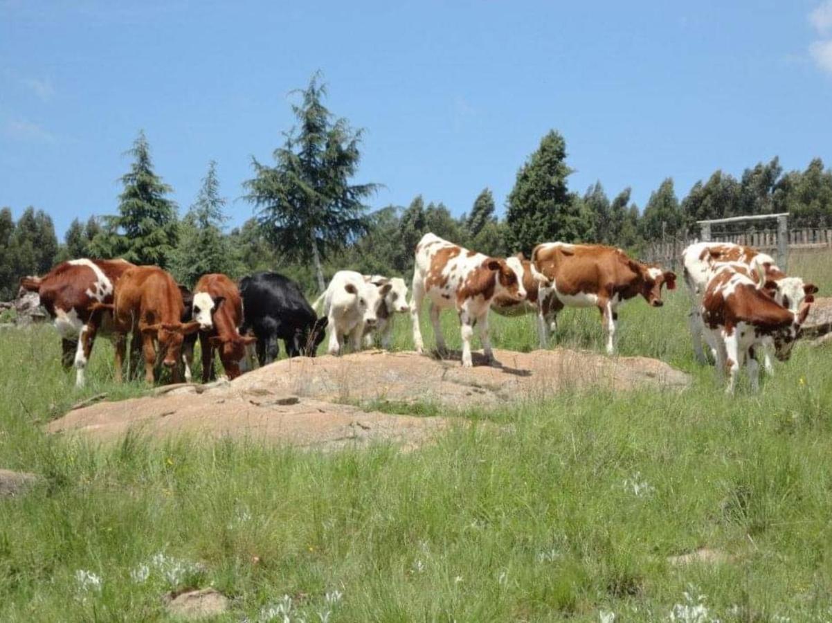 Rocks & Roses Farm Stay Lochiel Εξωτερικό φωτογραφία